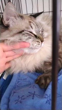 続 正式譲渡のご報告の記事動画