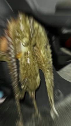 脱走ダコのニューバージョン、インフルでも出来ました(^^)❗️の記事動画