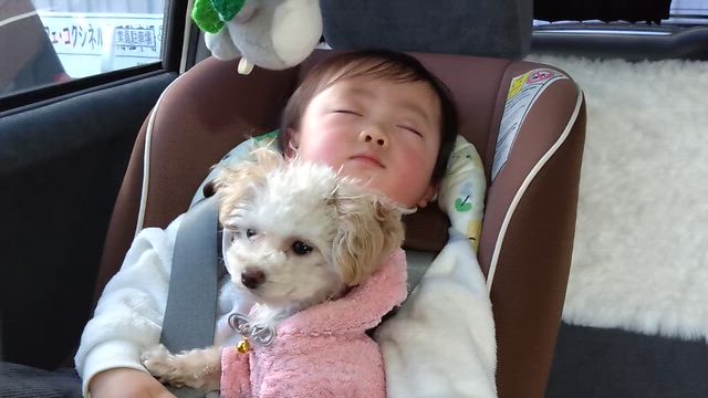 ビリーのアレルギー検査しましたの記事動画