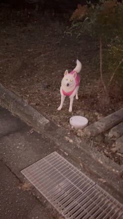 生きてますよの記事動画