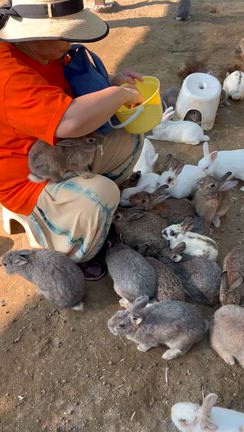 袖ヶ浦ふれあいどうぶつ縁さんの記事動画