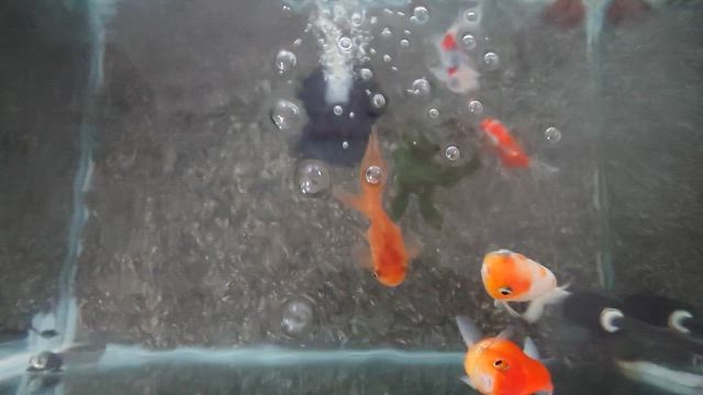 青水作り中、青水飼育にたどりつけない。の記事動画