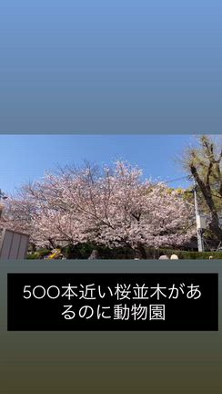 花見納めと動物園の融合の記事動画