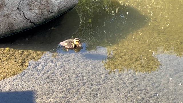 カルガモの迷子？の記事動画