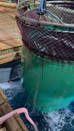 丸々シマアジ入荷！の記事動画