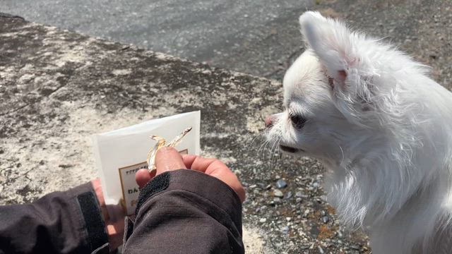 用宗海外お散歩の記事動画