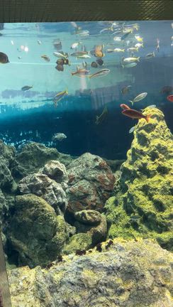 水族館の記事動画