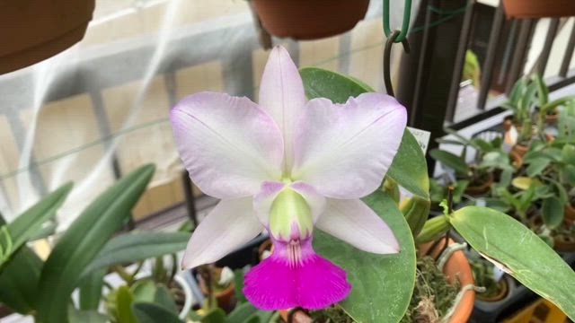 w327 開花 C. walkeriana 'Tokutsu' | カトレア ワルケリアナ 咲かせ