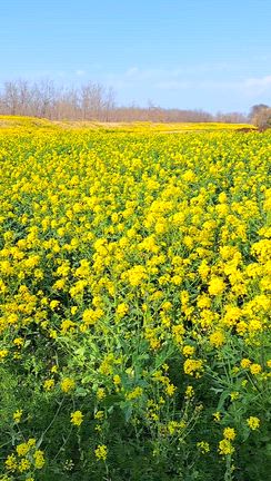 お休みの一日～自分の小さな “やりたり” を叶える♪の記事動画