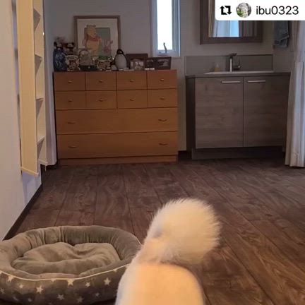 『罪悪感』フレンチブルドッグ専門店B&BFRENCHの記事動画