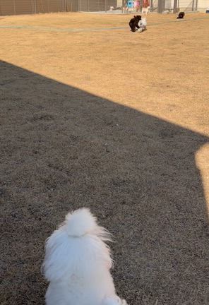 ラン日和♡の記事動画