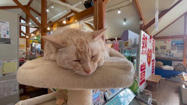 二代目ネコ店長ちびにゃんと店長補佐むぎにゃん時々らぶにゃんさんの
