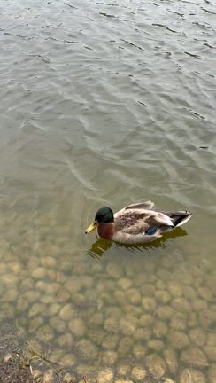 ネモフィラ撮影！の記事動画