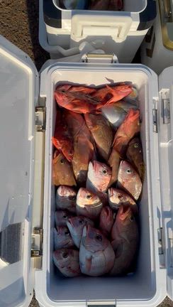 一つテンヤ‼️の記事動画