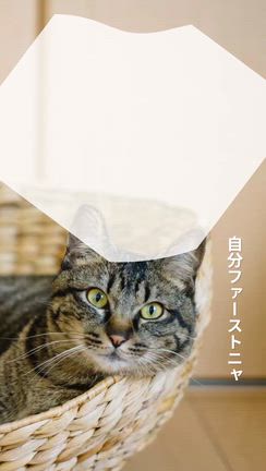 セルフラブの記事動画