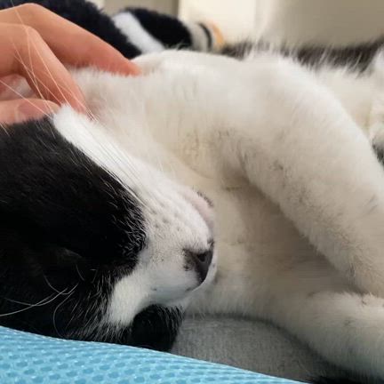 海　三回目の命日の記事動画