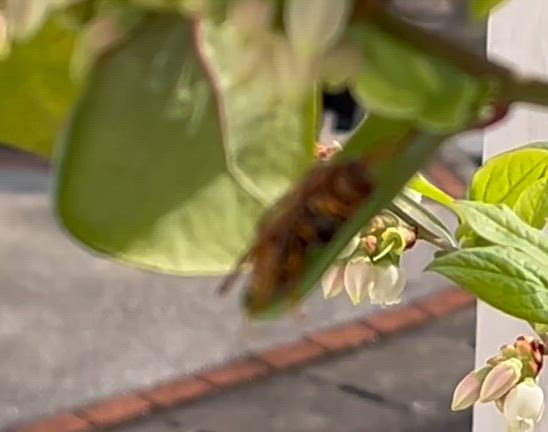 シンビジューム&クンシランの記事動画