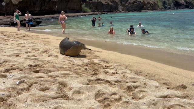 ハナウマ湾でシュノーケルの記事動画