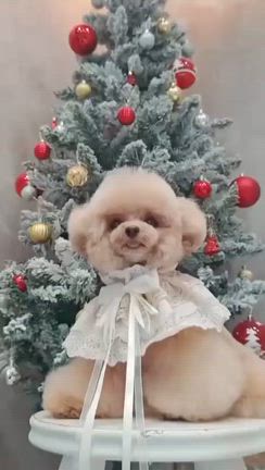 メリークリスマスの記事動画