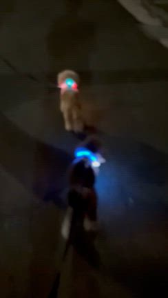 夜散歩の記事動画