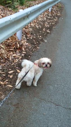 ぼくはみこと　　お散歩もドライブも大好き〜〜〜の記事動画