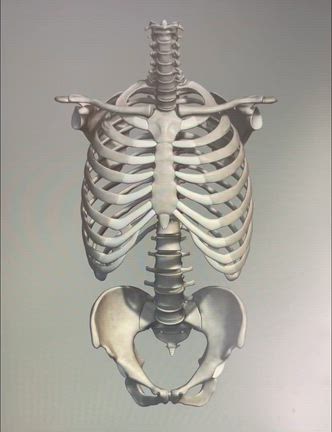 あなたのろっ骨 動きますか？の記事動画