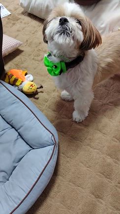 マロンお迎え記念日&煩悩のばあさん。の記事動画