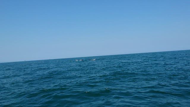 マダイの記事動画