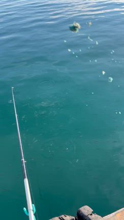 7月30日、館山港！の記事動画