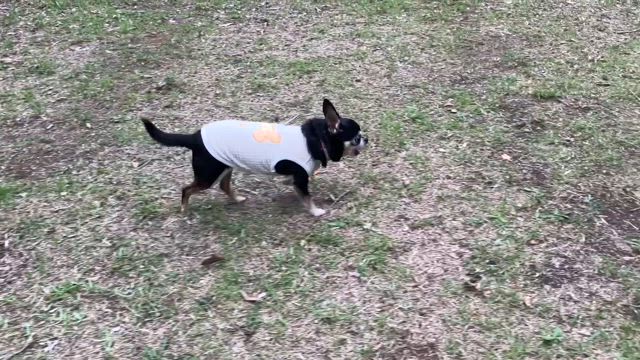 【犬連れ旅行】天城越え、からの伊豆高原への記事動画