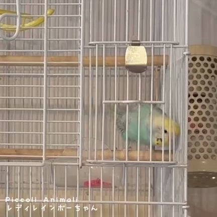 ハッピーバレンタイン！（1日おくれ）レディレインボーちゃんの”ハート運び”遊びの記事動画