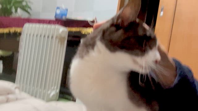 ねこの記事動画