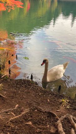南伊奈ヶ湖の記事動画