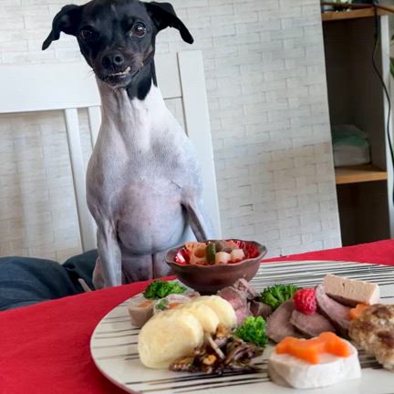 2025長命わんわん御節予約販売開始の記事動画