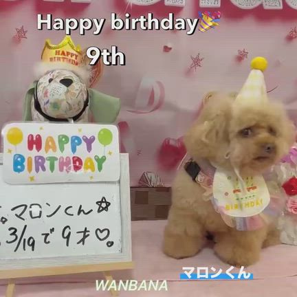 ワンバナLIVE配信２９６回／春！新！健康サポートプログラム開始！愛犬猫へのお悩みご一緒に解決！の記事動画