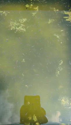 気づいたらわんさかパターンの記事動画