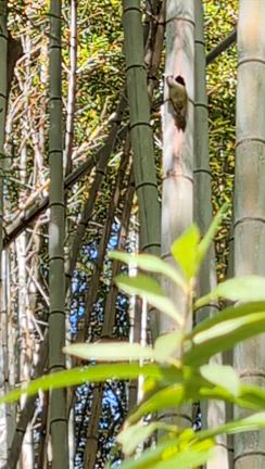 131  キツツキって知ってはる・・の記事動画