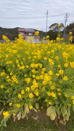 1/26(月)開聞岳を美しいと思える平和の記事動画