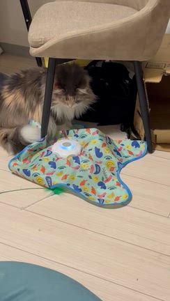 お猫様続き〜母の見舞いで留守にの記事動画