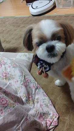 贅沢な時間〜大掃除〜旅行の準備の記事動画