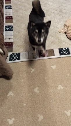 アコが階段を登った！の記事動画