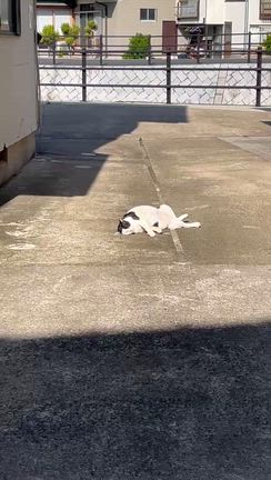 すねたハチの記事動画