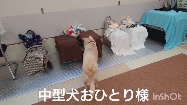 12月18日『いぬのようちえん』の記事動画