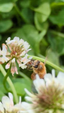 みつばちの記事動画