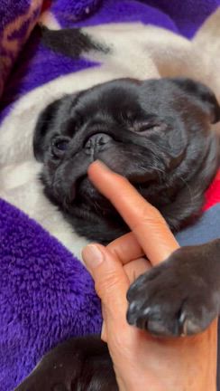 【保護犬　南八ヶ岳】マイナスの世界に入った‼️の記事動画