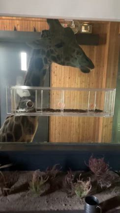 キリン館がオープンしました！の記事動画