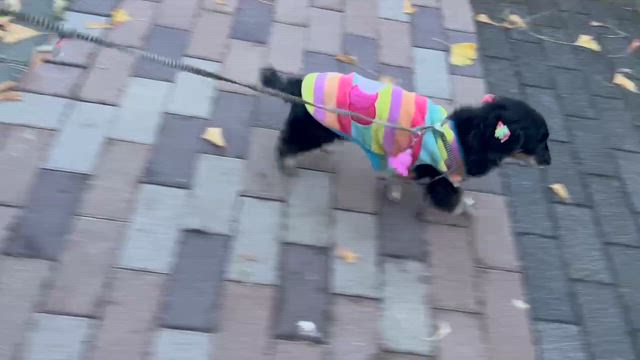 名言中の記事動画