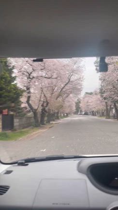 【中学制服】気になるズボン女子の割合の記事動画