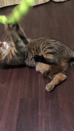 ★　2月のご報告　★の記事動画