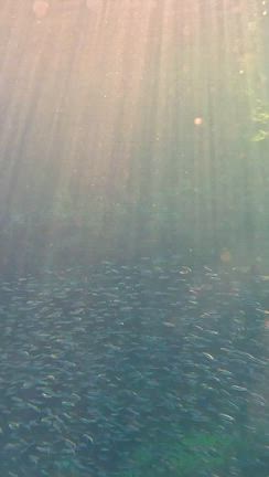 暮らしに宝石が一杯の記事動画